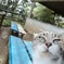 景信山の猫