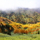 wood's in autumn