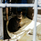 猫撮り散歩2412