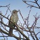 ヒヨドリ 見沼自然公園にて