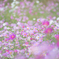 秋桜
