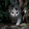 猫の細道