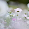 Autumn white