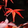 凛として　〜紅葉〜