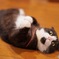 看板猫のトトちゃん