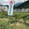 あけぼの大豆畑
