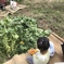 あけぼの大豆狩り