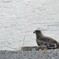 トビ休憩中