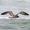 江ノ島のカモメ3