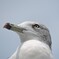 江ノ島のカモメ１