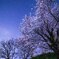 夜桜