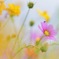 秋桜