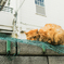 猫撮り散歩2417