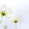 秋桜
