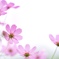 秋桜