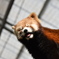 レッサーパンダ