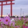 コスモスと鳥居