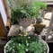 春を待ちわびる草花達