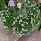 寄せ植え