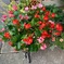 まだまだ咲いているベゴニアの花