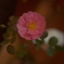 秋の薔薇