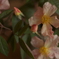 秋の薔薇