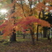 紅葉１