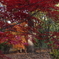 紅葉２