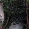 冬椿？？　山茶花？？