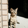 猫撮り散歩2419