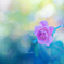 秋薔薇