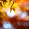 紅漏れ日