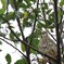 チョウゲンポウ発見その２