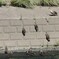 カルガモ９兄弟その２