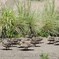 カルガモ９兄弟その１