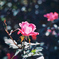 輝く薔薇