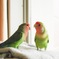 仲良し　コザクラインコ 