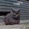 野良猫ちゃん