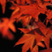 将軍塚の紅葉