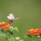 さあ、ほかの花に行こう！！