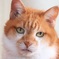 ねこ