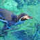 ペンギン