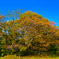 紅葉と青い空