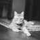猫〜1