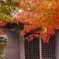 近場の紅葉
