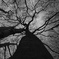 Foveon devil tree