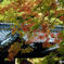 令和の紅葉