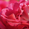 秋薔薇　情熱の赤
