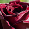 秋薔薇　ミステリアスな黒薔薇