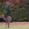 色付きはじめた奈良公園